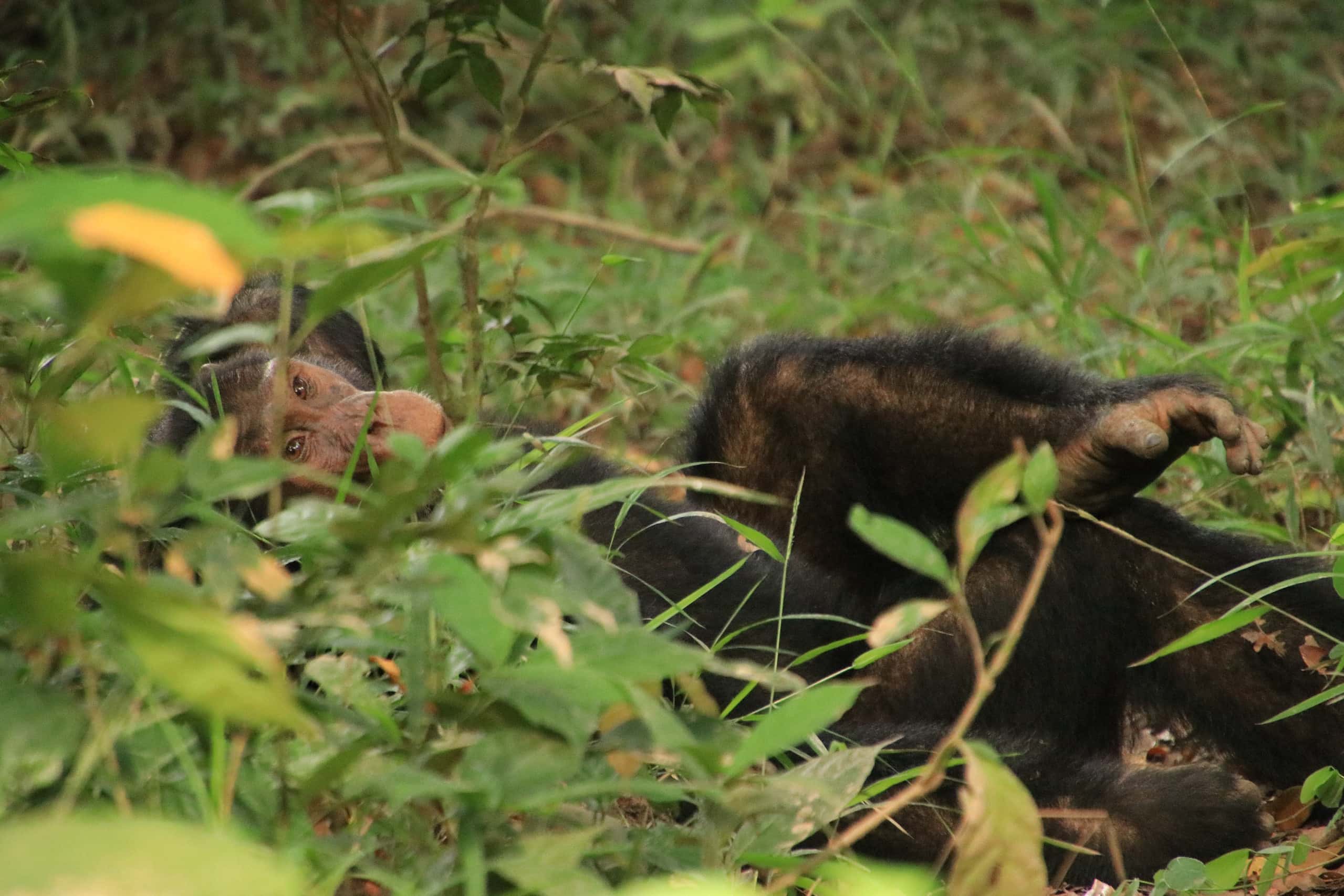 Uganda Gorilla Trekking and Safari Adventure