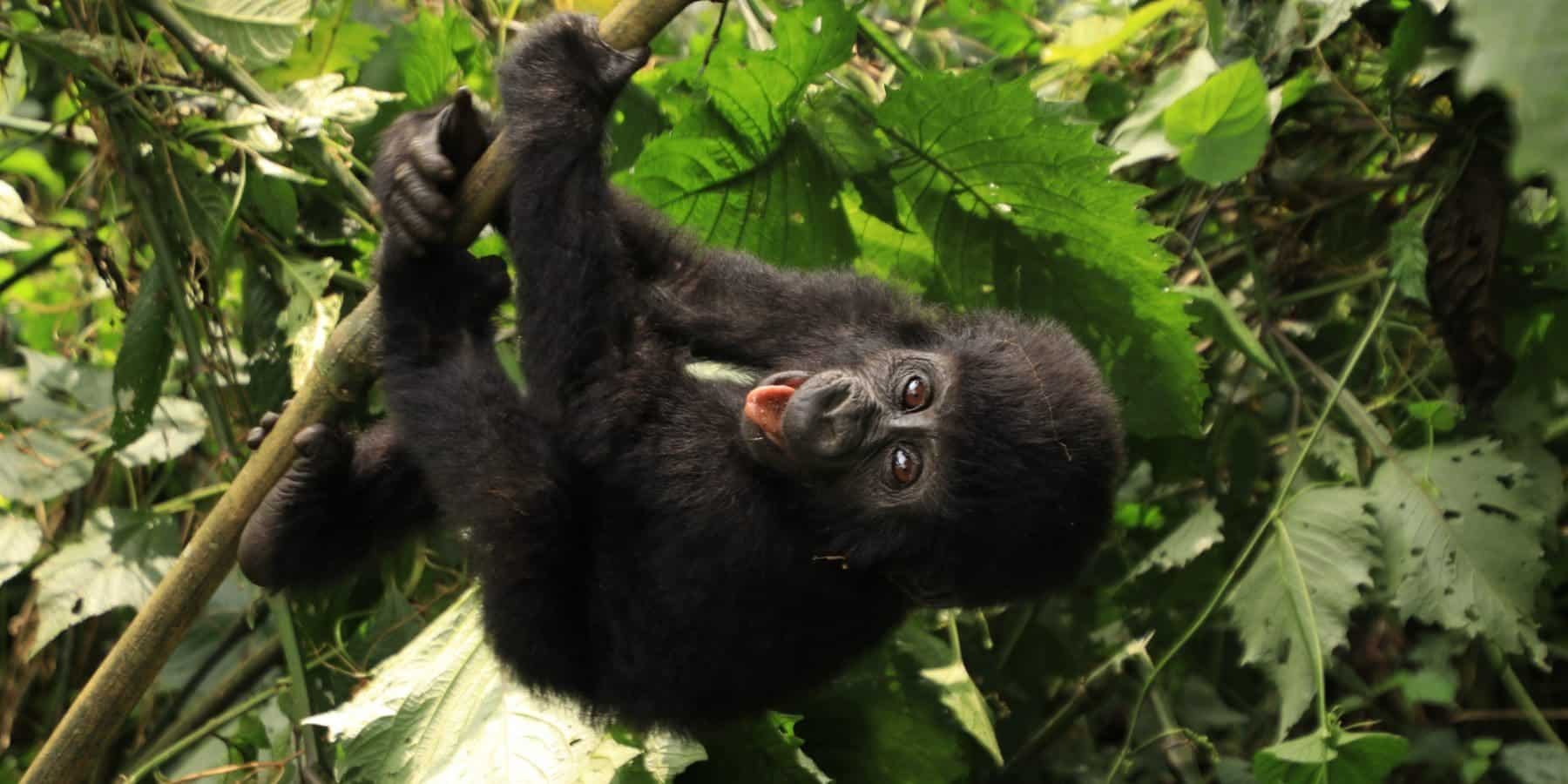 Experience the Lifechanging Adventure of Gorilla Trekking in Africa (Yes, It’s Safe and Ethical!)
