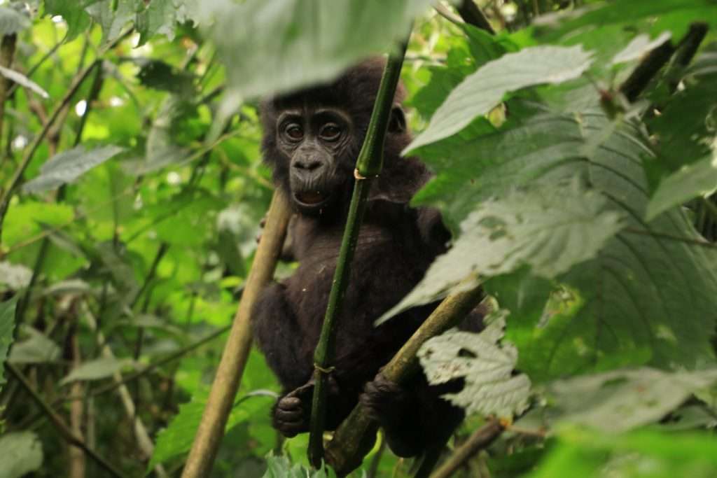 Try Gorilla Trekking in Uganda