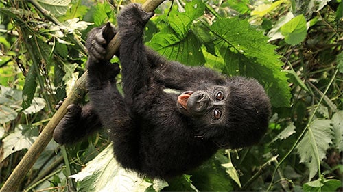 Experience the Lifechanging Adventure of Gorilla Trekking in Africa (Yes, It’s Safe and Ethical!)
