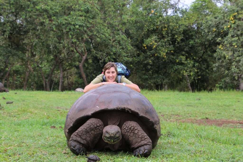 Giant Tortoise in Galápagos Islands in Ecuador