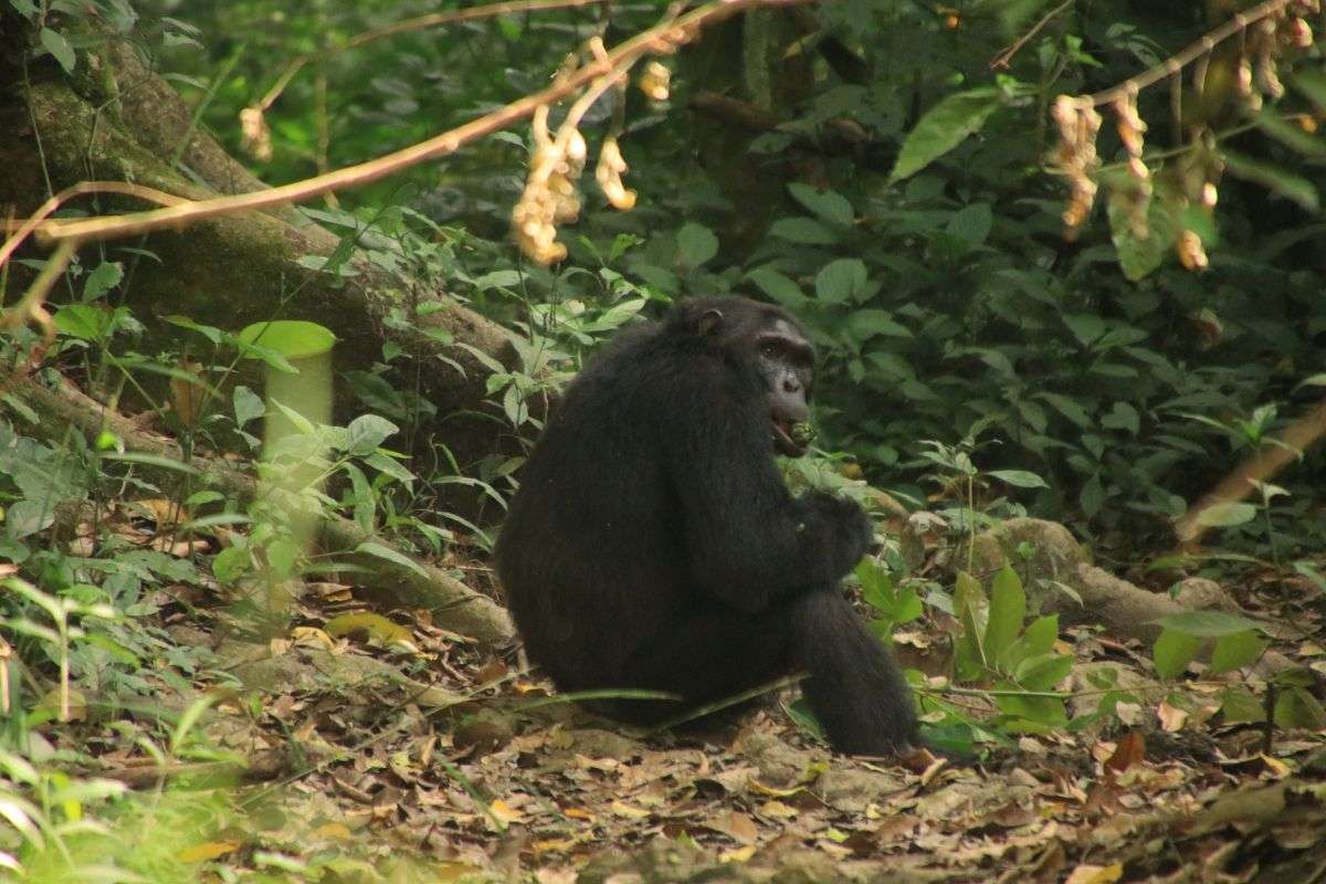 gorilla habitat