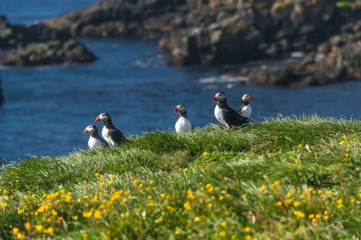 Puffins In Iceland