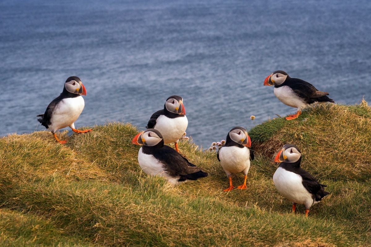 What Do Puffins Look Like