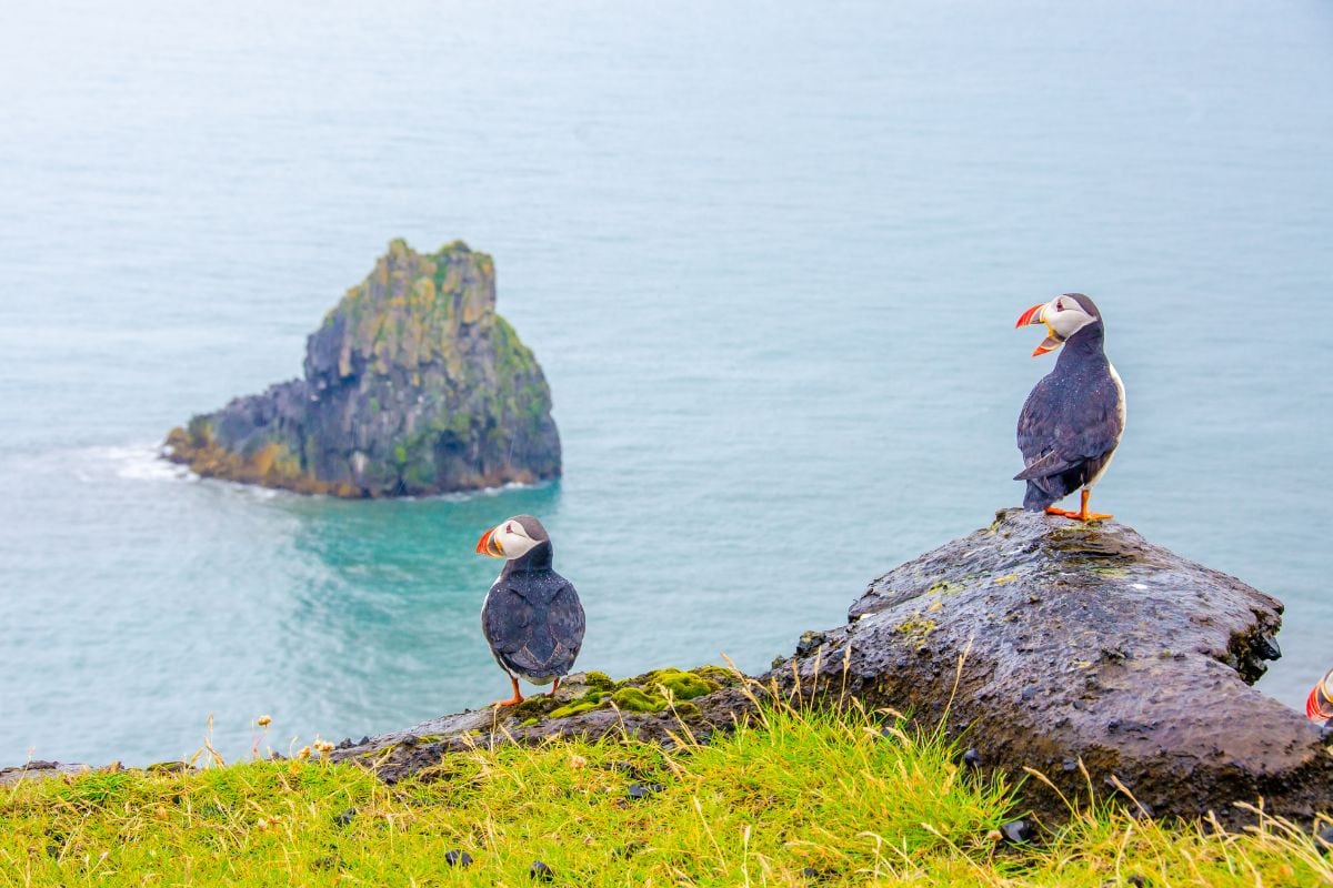 Where Do Puffins Live