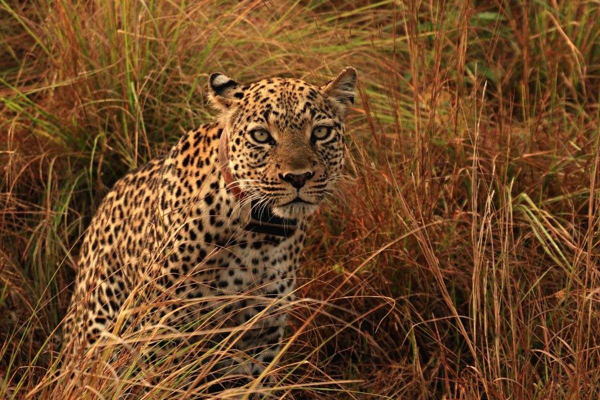 jaguars on safari in uganda