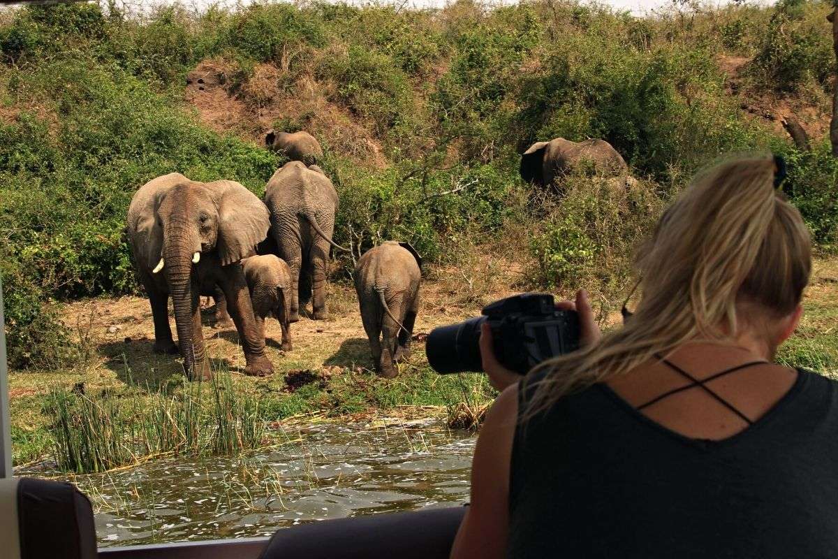 elephants on safari in uganda