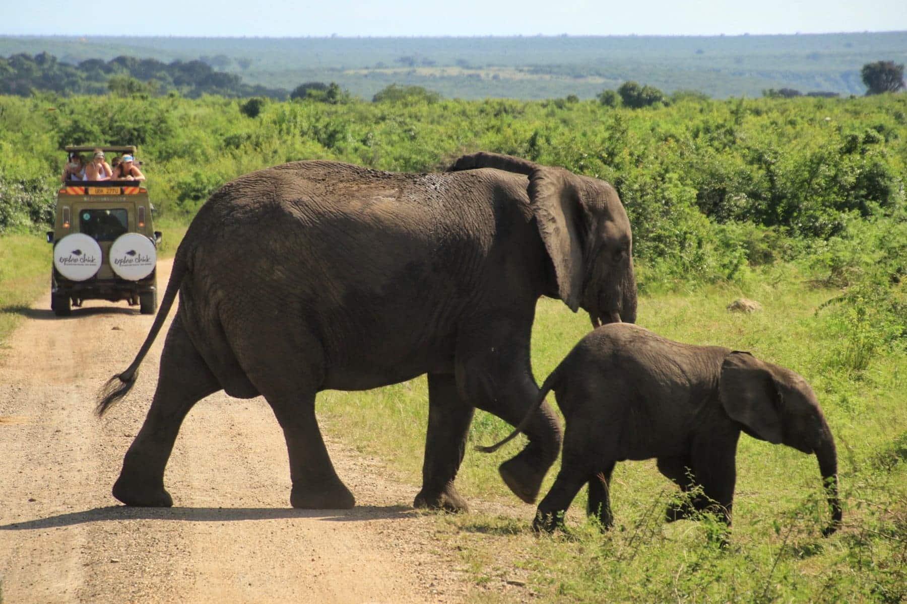 Explorer Chicks on a guided safari in Uganda