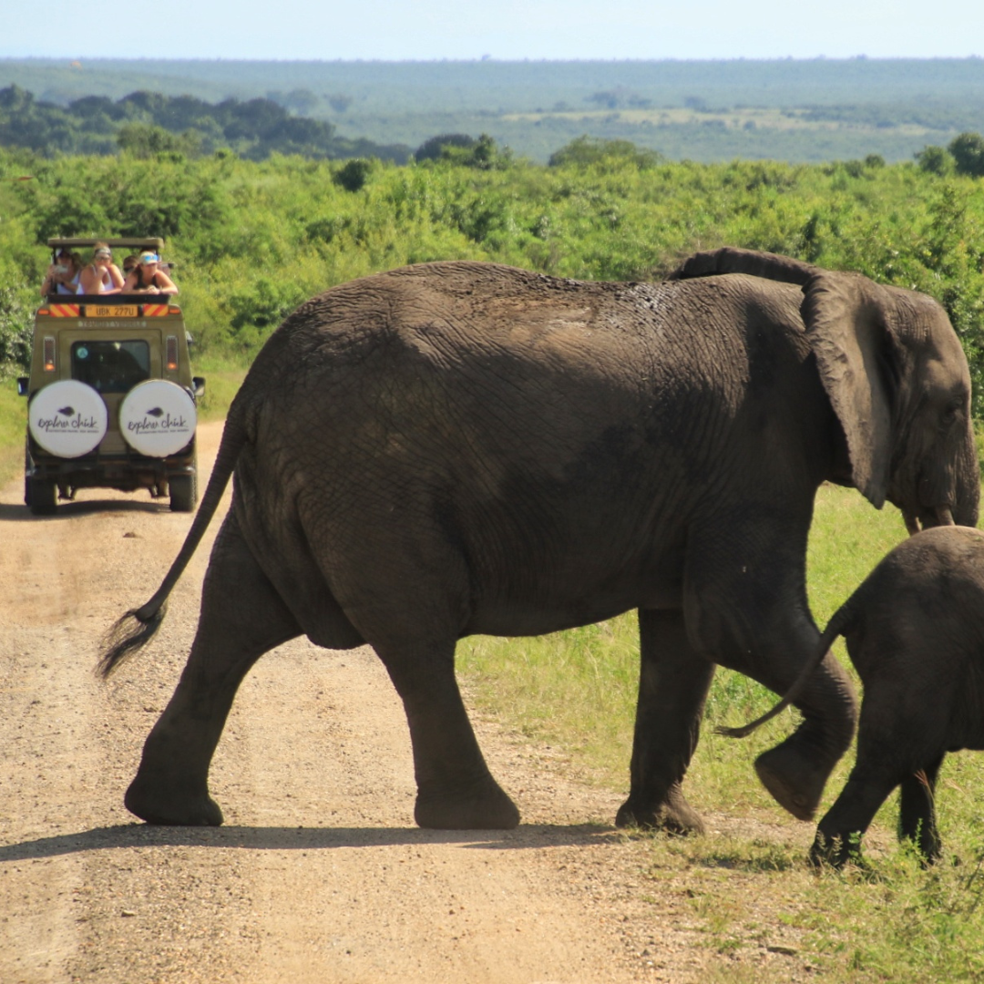 explorer chick women travel company on a game drive in queen elizabeth national park in uganda watching elephants cross the road