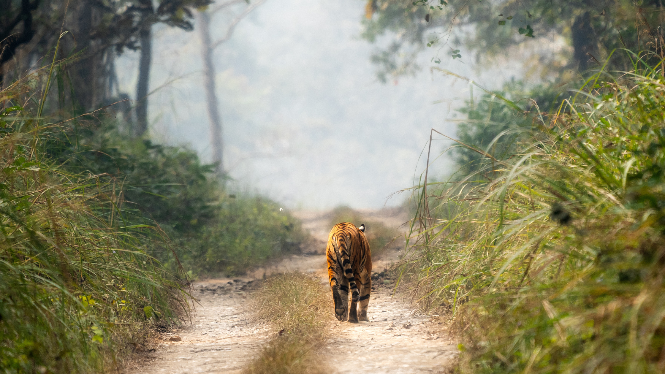 A Bengal tiger walking down a dirt trail surrounded by tall grass and forest in Chitwan National Park, Nepal.