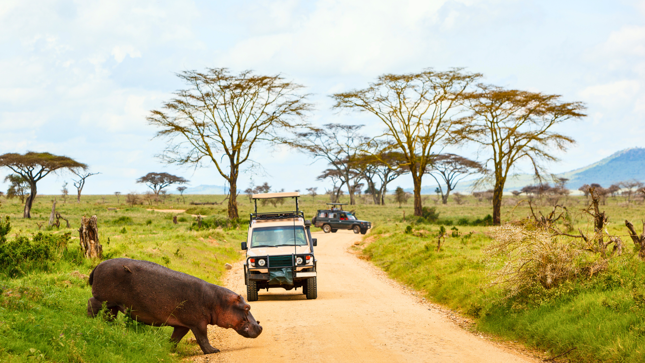 A hippo crossing a dirt road in Serengeti National Park, Tanzania, with safari jeeps waiting under acacia trees in the background.