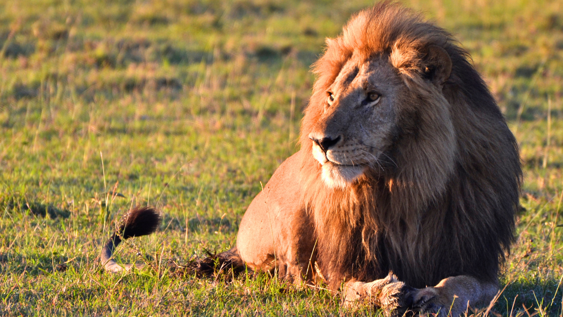 A male lion with a full mane resting on the grass in Serengeti National Park, Tanzania, during golden hour.