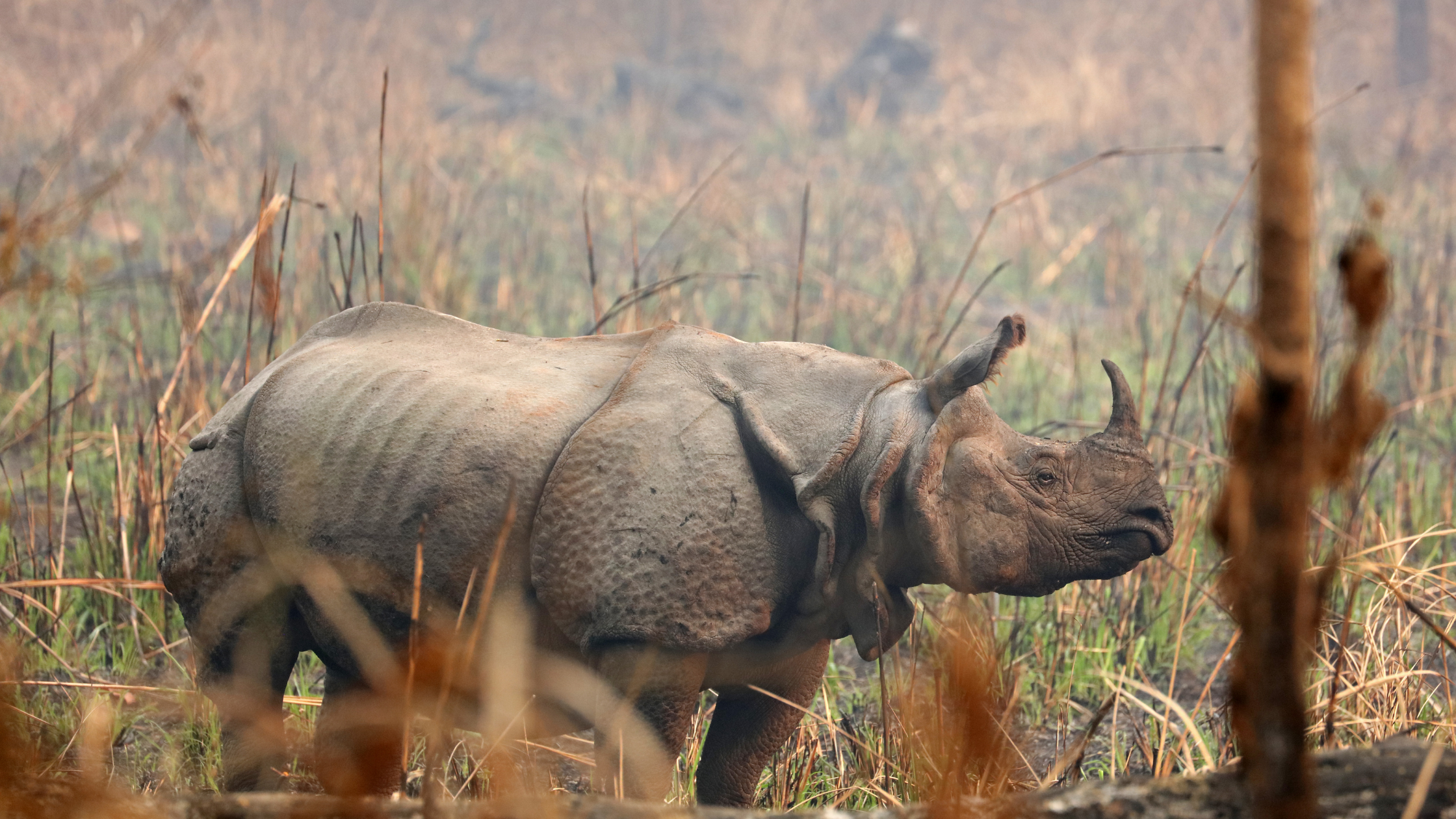 A greater one-horned rhinoceros grazing in the tall grasslands of Chitwan National Park, Nepal.