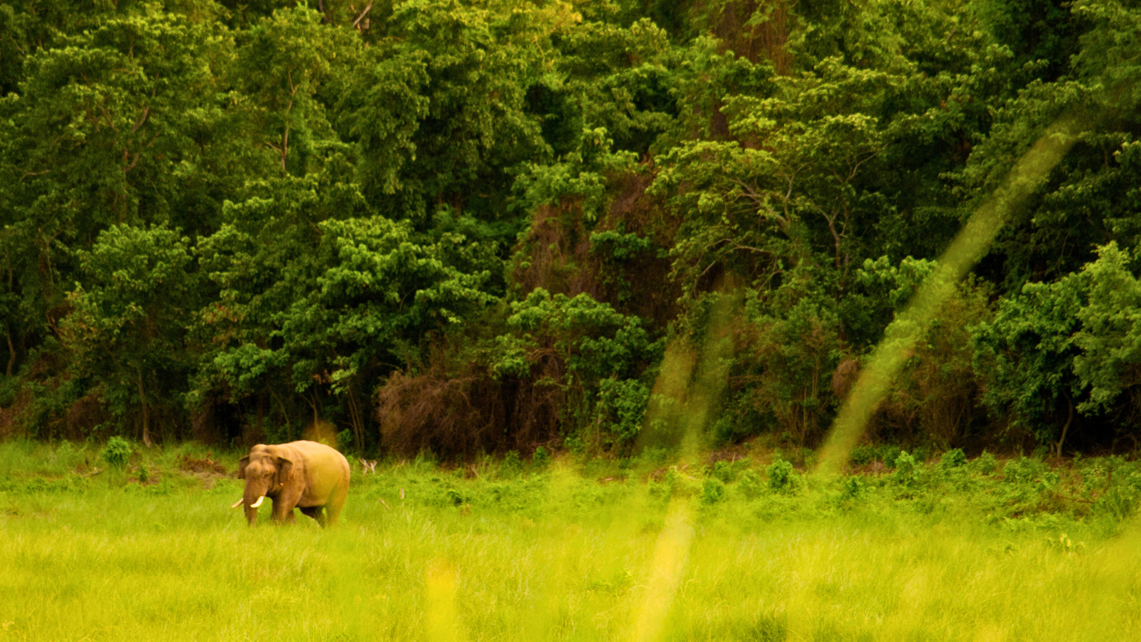 An Asian elephant walking through the green jungle landscape of Chitwan National Park, Nepal.