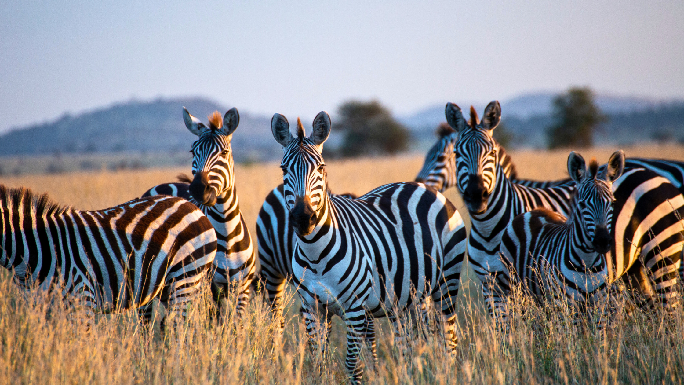 A herd of zebras standing in tall golden grass on the Serengeti plains at sunrise, Tanzania.